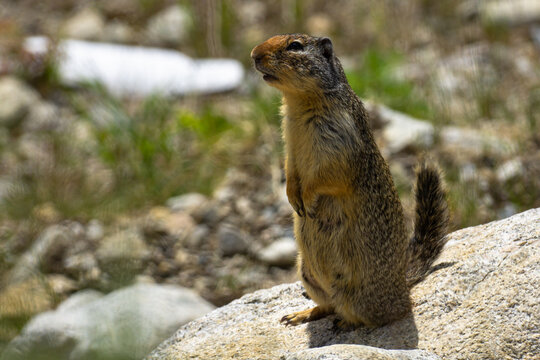 Marmot