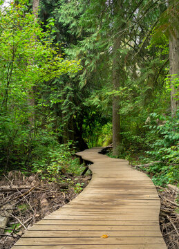 Wooden Boardwalk in the Forest