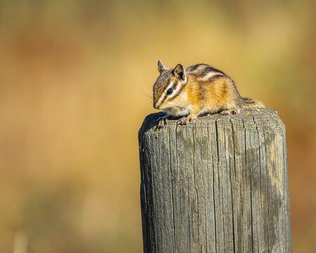 Chipmunk on a Fencepost