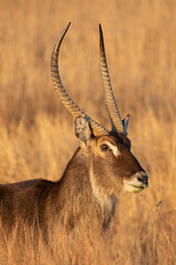 Waterbuck Bull, Kruger National Park