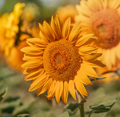 Sunflower in the field