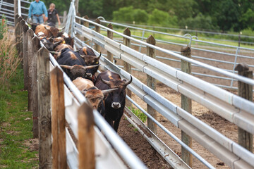Rinder werden durch einen mit Zäunen abgetrennten Gang geführt