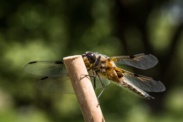 Libelle hält sich an einem Bambusstab fest und sonnt sich vor Bäumen die im Hintergrund in der Unschärfe versinken