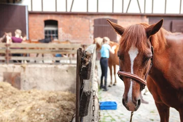 Fotobehang Pferd auf einem Reiterhof - etwas traurig blickend © USeePhoto