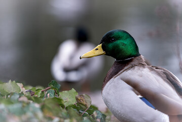 Profil eines Erpels vor einem See mit Efeu im Vordergrund