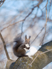 木の上のエゾリス