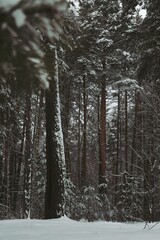 Pine forest in snowfall. Winter snowy landscape. Snow forest background. Trunks and branches of pine trees are covered with snow on a winter day. Vertical. 