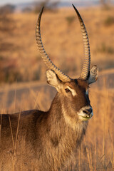 Waterbuck Bull, Kruger National Park