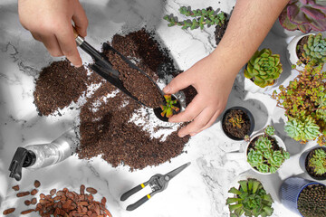 Home gardening men planting new succulent Gollum Jade plant in apartment indoor garden. Repotting rootbound plants in potting soil. Gardeners hand transplanting, propagating succulents. Flat lay.