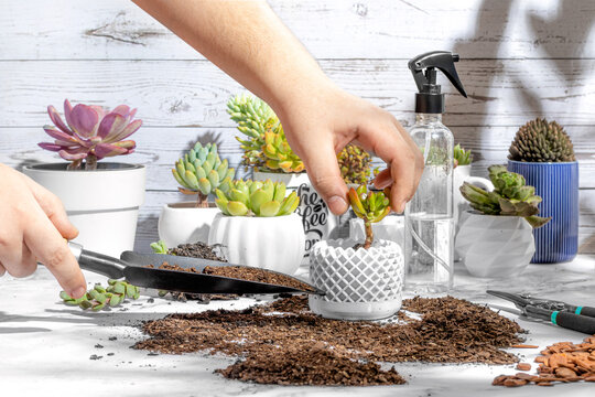 Home gardening men planting new succulent Gollum Jade plant in apartment indoor garden planter. Repotting rootbound plants in potting soil. Gardeners hand transplanting, propagating succulents.