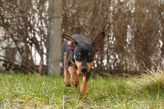 my dog archie