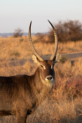 Waterbuck Bull, Kruger National Park
