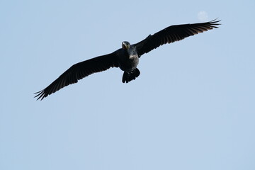 cormorant in flight