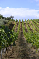 vigne in fila, vigneti in collina