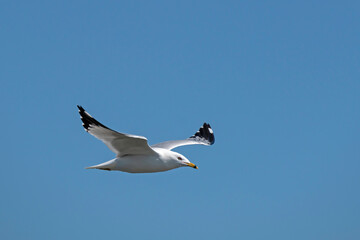 Ring-billed Gull in flight in a clear blue sky.