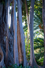 Giant ficus tree with hanging air roots in botanical garden on Tenerife, Spain