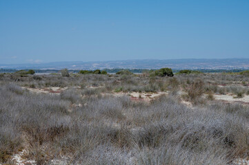 Walking to Limassol salt lake, sun dried grass and view on Limassol on horizon