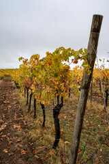 Autumn on vineyards near Orvieto, Umbria, rows of grape plants after harvest, Italy