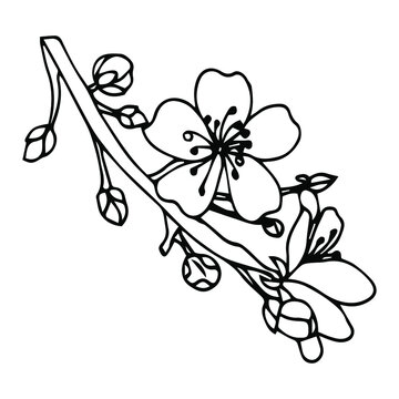 Sakura flowers blossom, hand drawn line ink style. Cute doodle cherry vector illustration, black isolated on white background.