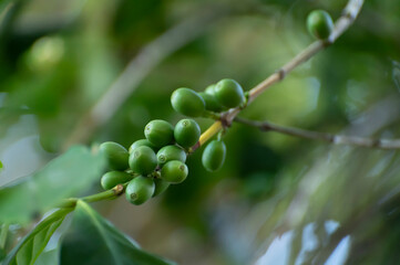 Arabica coffee tree with ripening coffee cherries berries on plantation