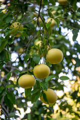 Big yellow citrus fruits hanging on pomelo tree