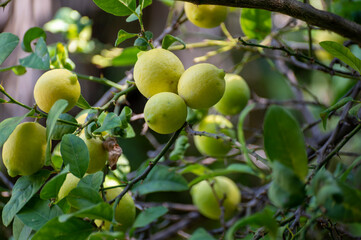Ripe yellow lemons citrus fruits hanging on tree