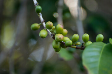 Arabica coffee tree with ripening coffee cherries berries on plantation