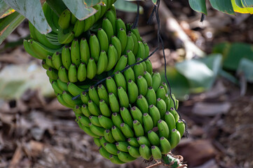 Banana trees plantation after volcano eruption on La Palma, Canary islands, Spain