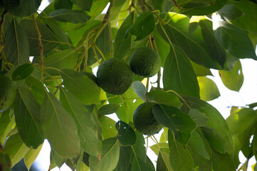 Ripe green Rana avocado fruit hanging on tree