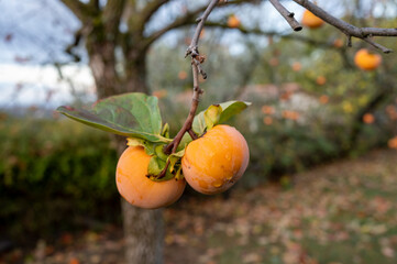Ripe orange persimmon fruit hanging on tree in autumn
