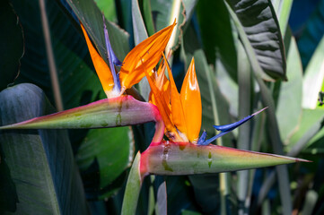 Blossom of Strelitzia reginae, colorful bird of paradise flowers in botanical garden