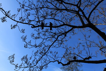 birds in tree