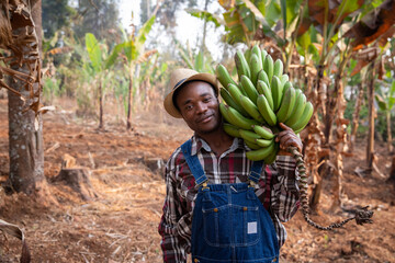 Young African farmer on his plantain plantation has just collected a bunch of plantains. Farmer at...