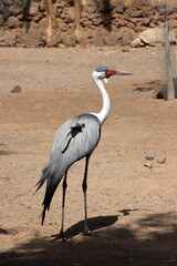 Klunkerkranich (Bugeranus carunculatus) im Oasis Park