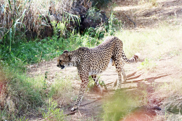 Gepard (Acinonyx jubatus) im Oasis Park