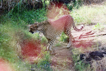 Gepard (Acinonyx jubatus) im Oasis Park © etfoto