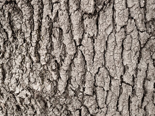 wood bark front view texture background. Protected types of trees
