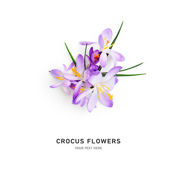 Crocus spring flowers creative composition