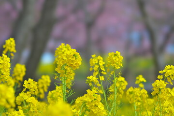 Kanagawa, Japan - March 3, 2022: Field mustard or canola flower in full bloom on deep bokeh cheery blossom background
