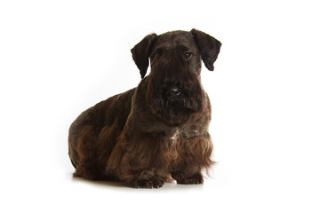 czech terrier isolated on white background