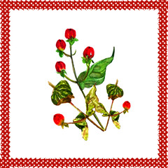 Cartolina floreale con cornice rossa