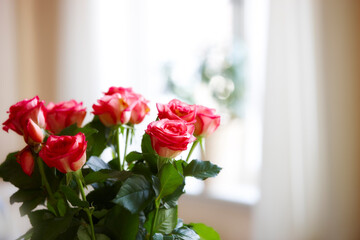 A photo of Roses indoor with window as background. A photo of Roses indoor with window as background.