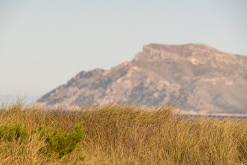 Strand bei Son Serra de Marina, Bucht von Alcudia, Mallorca Spanien