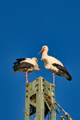 a couple of white stork's Ciconia Ciconia build their nest in spring