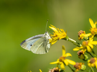 Female Small White Butterfly Feeding on Ragwort