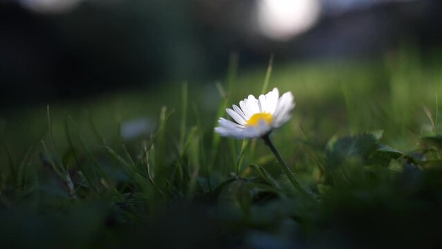 Jardin en fleur au printemps P&acirc;querette 