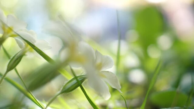 Jardin en fleur au printemps