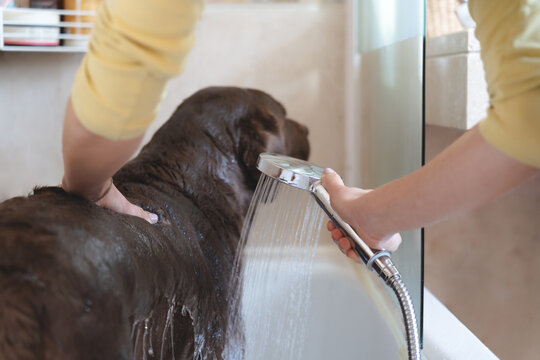 photo of a woman's hand washing a labrador retriever breed dog in the shower. stock photography