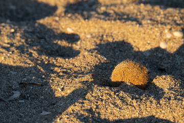 Meerbälle Seebälle Posidonia Oceanica Strand Son Serra de. Marina Mallorca Spanien