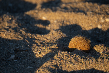 Strandgut Son Serra de Marina Mallorca Spanien